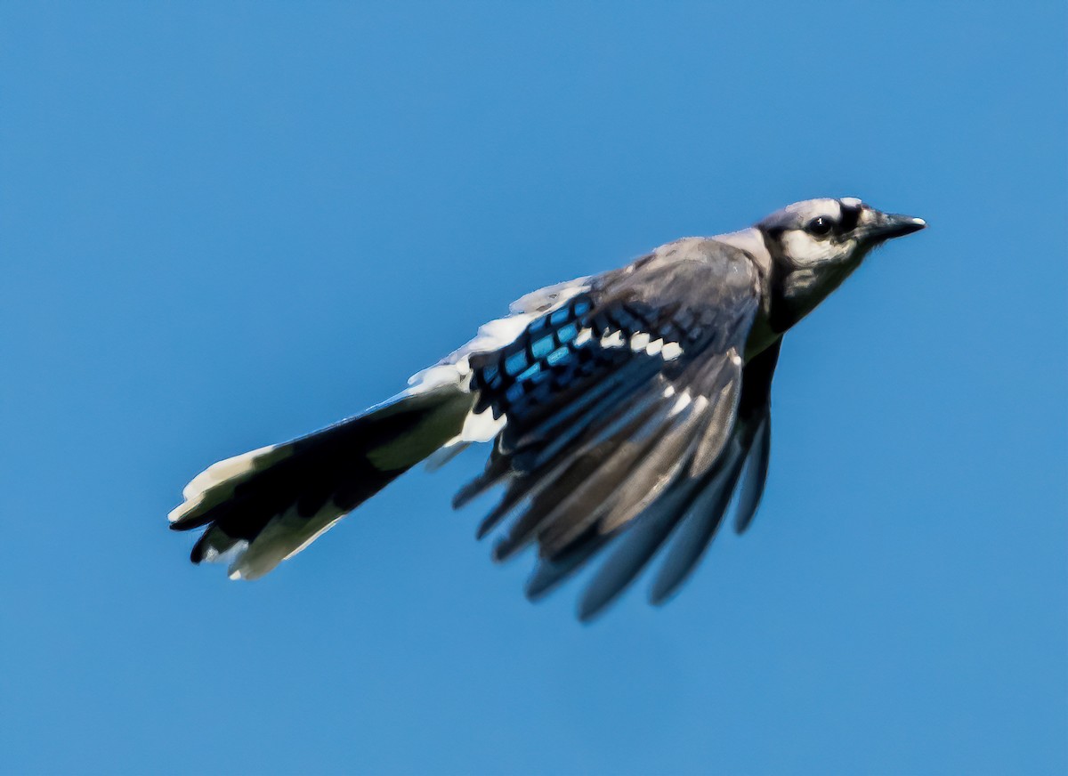 Blue Jay - ML620624195