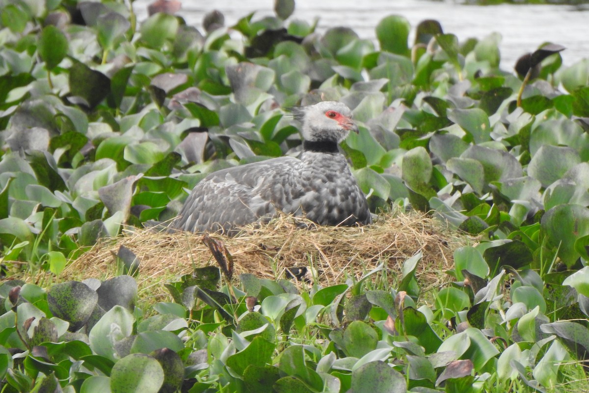 Southern Screamer - ML620624200