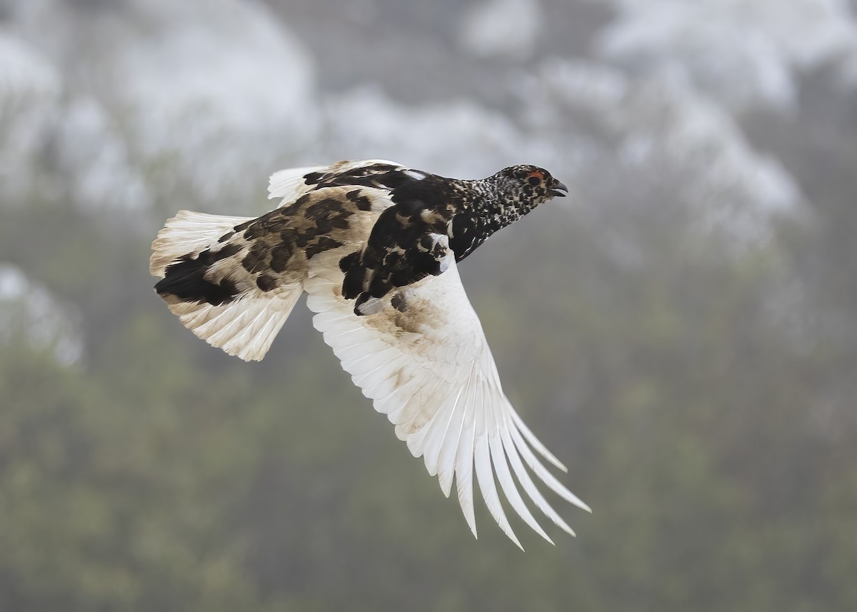 White-tailed Ptarmigan - ML620624201