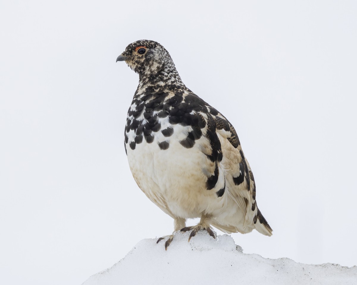 White-tailed Ptarmigan - ML620624202