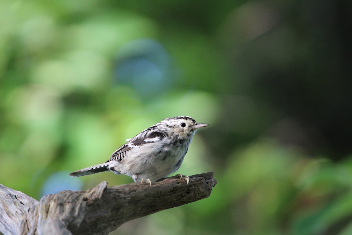 Black-and-white Warbler - ML620624203