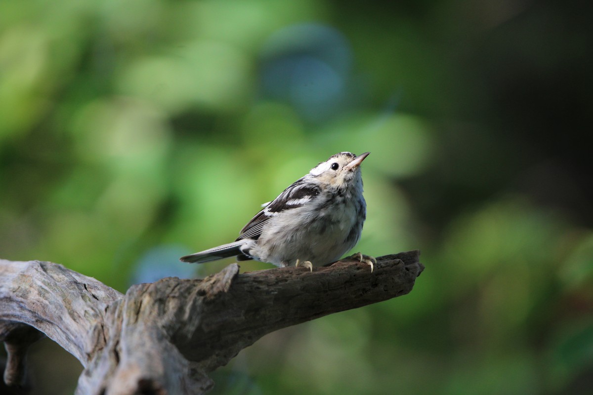 Black-and-white Warbler - ML620624204