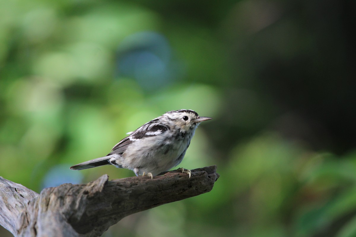 Black-and-white Warbler - ML620624205