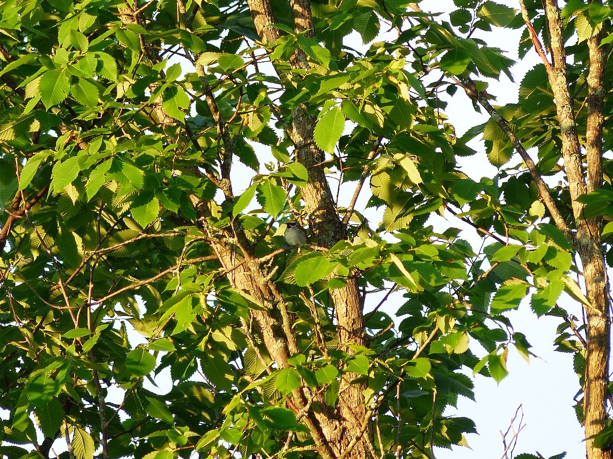 Golden-winged Warbler - ML620624207