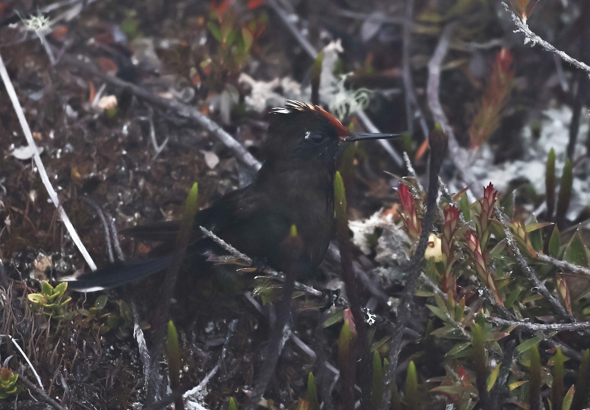 Rainbow-bearded Thornbill - ML620624208