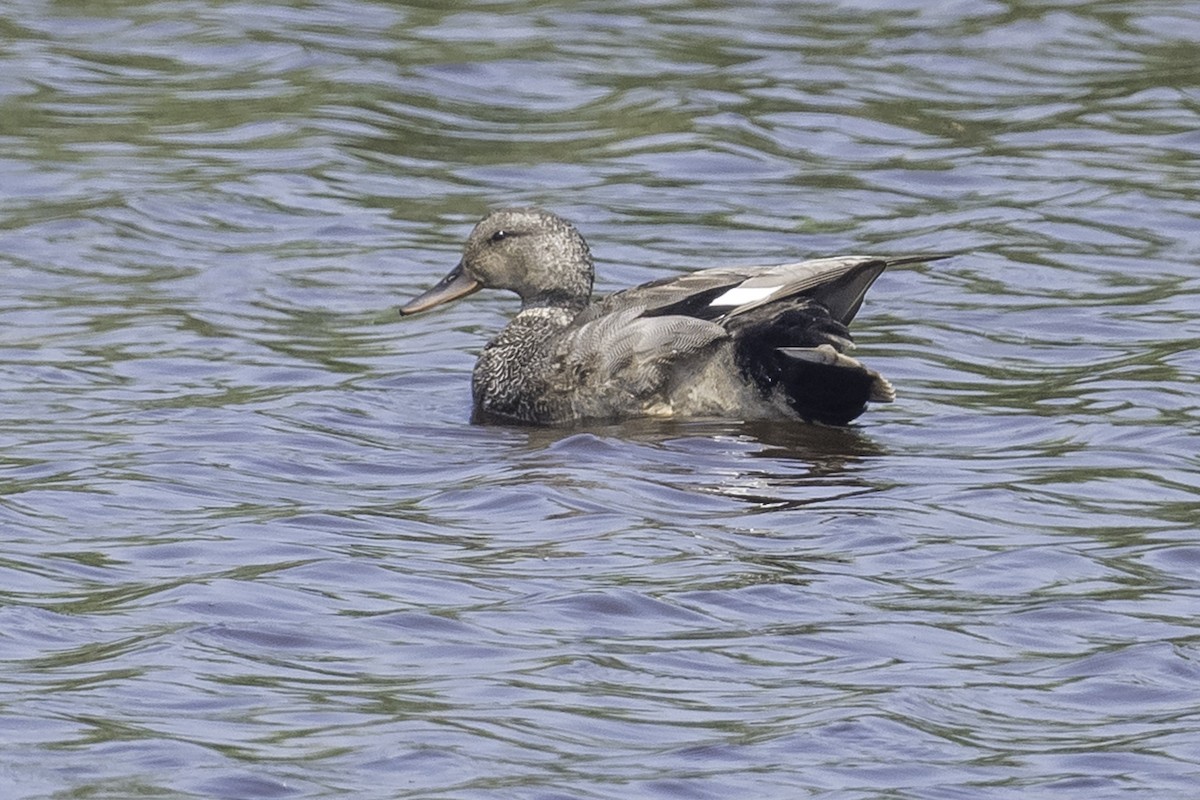 Gadwall - ML620624214