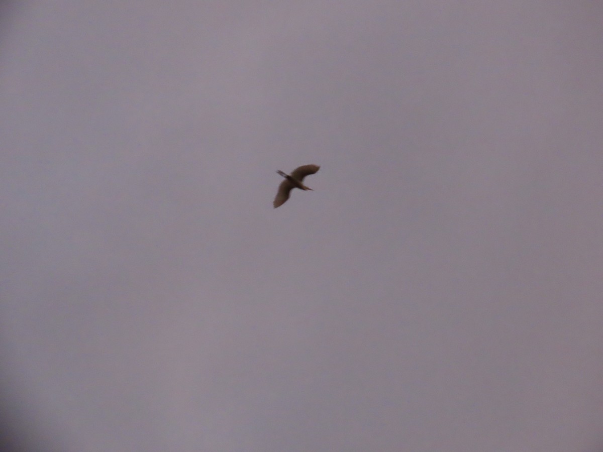 Eastern Cattle Egret - ML620624217