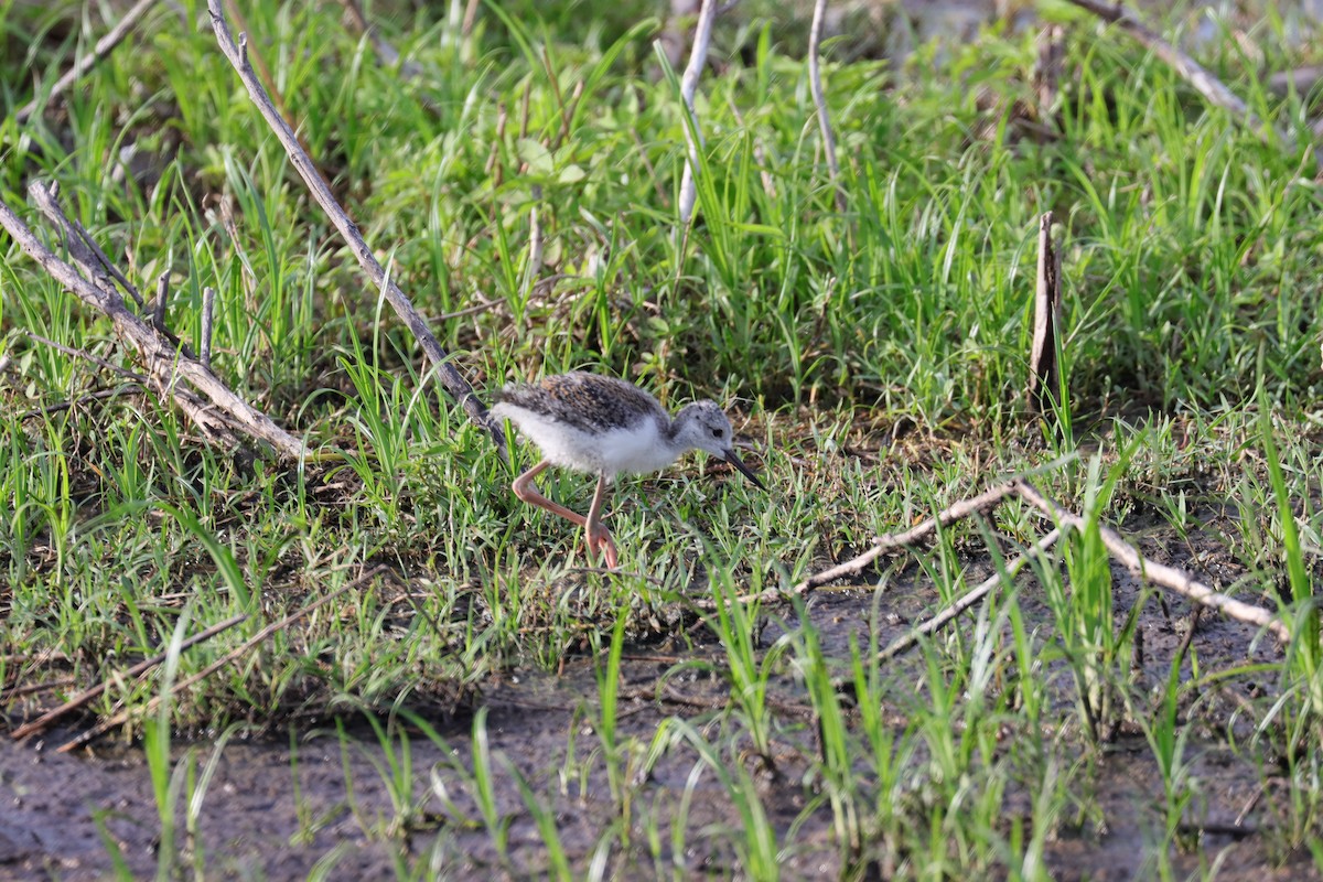 Black-necked Stilt - Robert Stewart