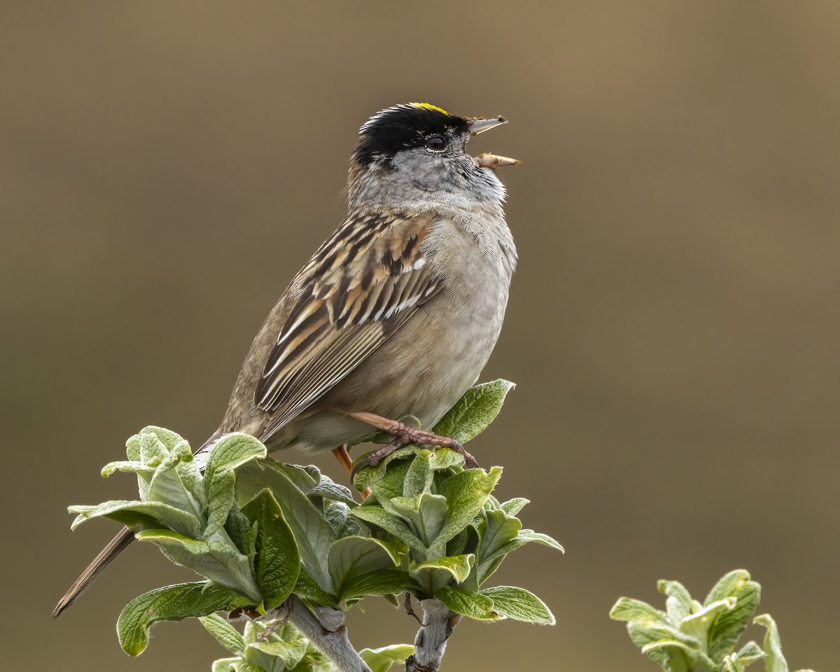 Golden-crowned Sparrow - ML620624230