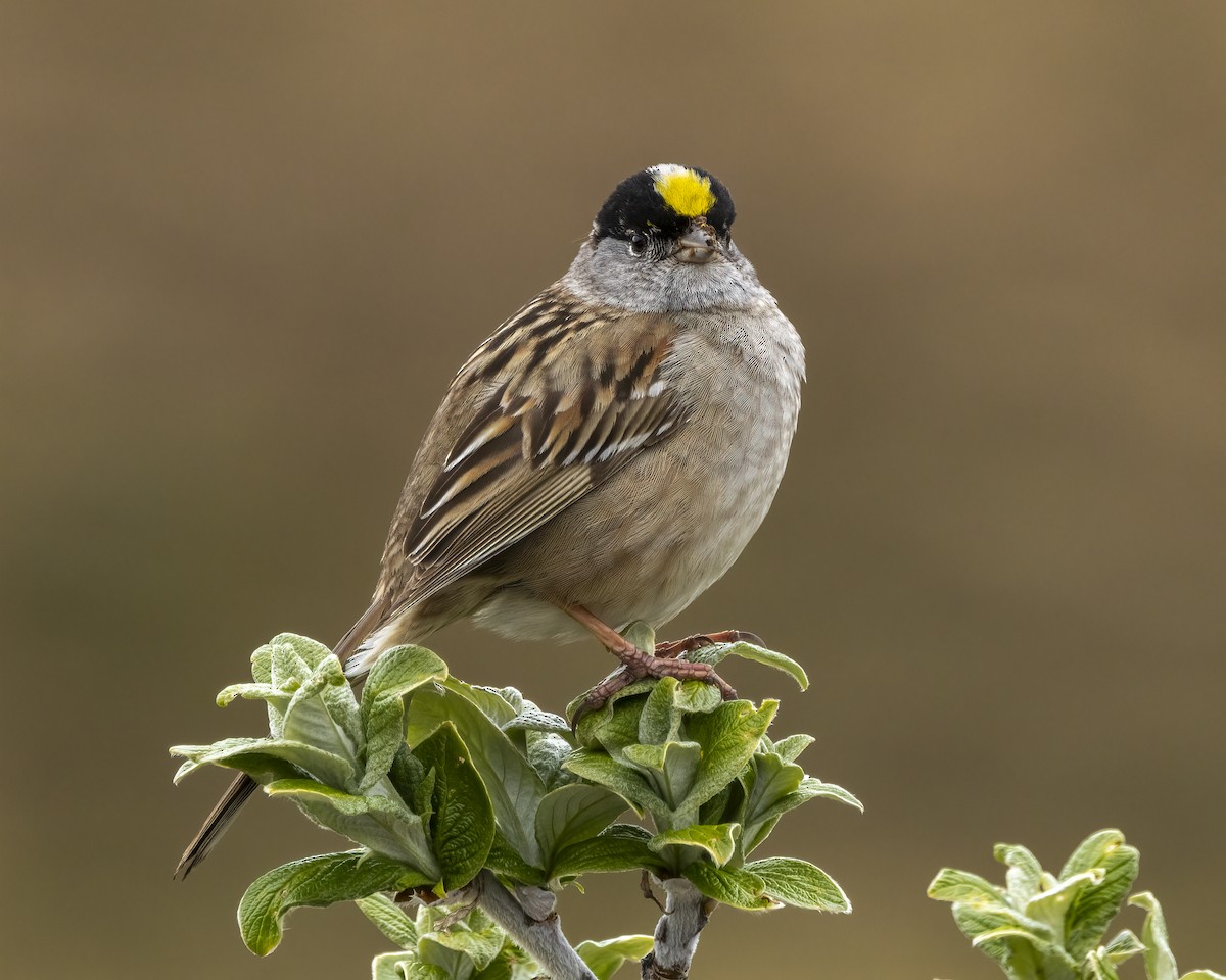 Golden-crowned Sparrow - ML620624231