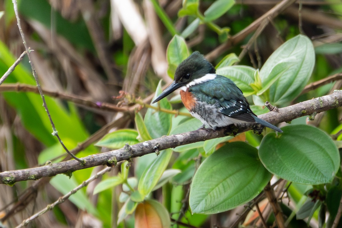 Green Kingfisher - ML620624232