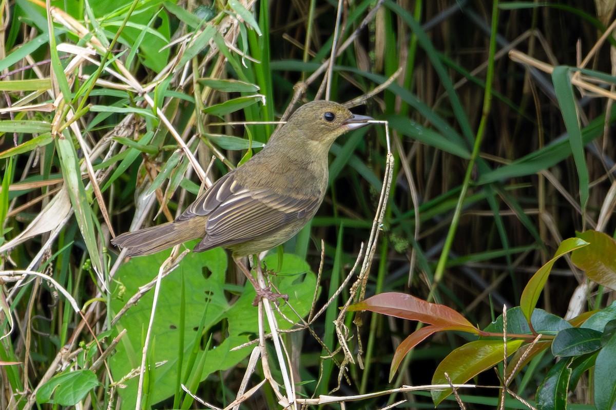 Rusty Flowerpiercer - ML620624248