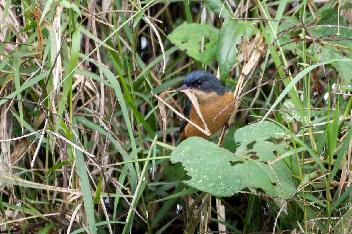 Rusty Flowerpiercer - ML620624249