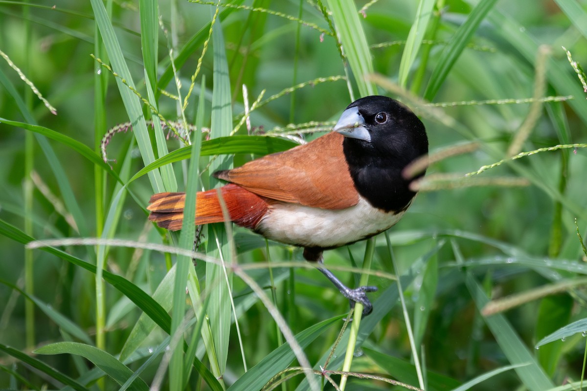 Tricolored Munia - Nestor Monsalve (@birds.nestor)