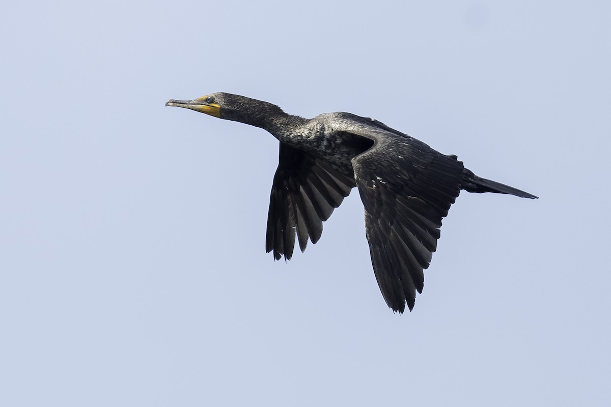 Double-crested Cormorant - ML620624270