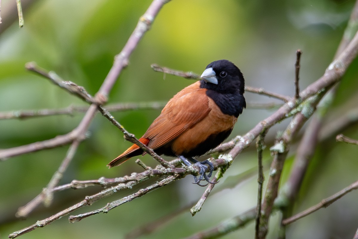 Chestnut Munia - ML620624272