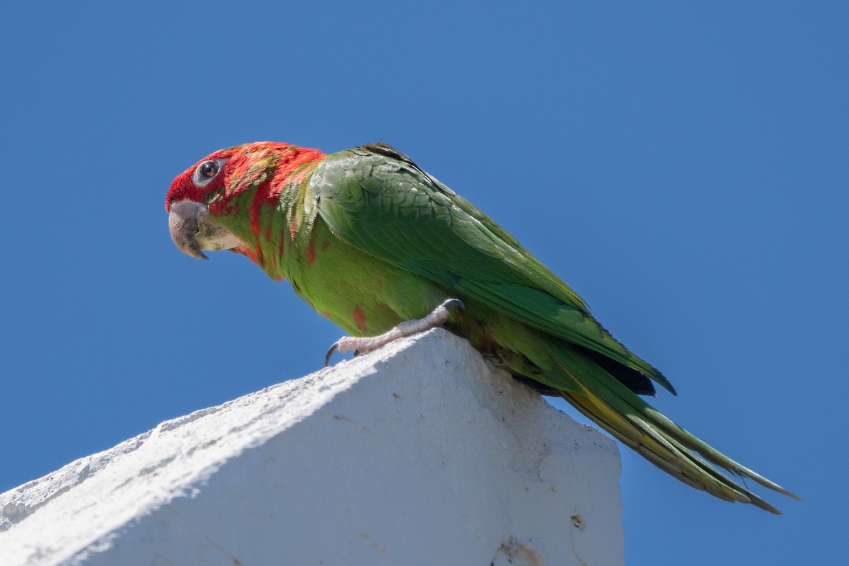 ベニガオメキシコインコ - ML620624273