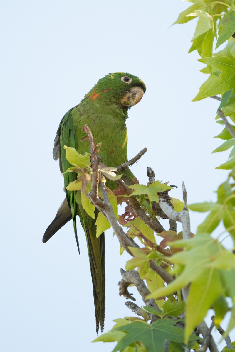 Aratinga Mitrada - ML620624275