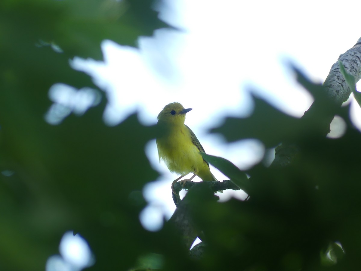 Yellow Warbler - ML620624279