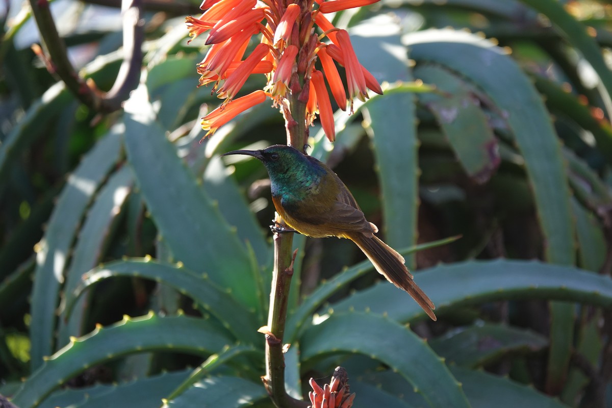 Orange-breasted Sunbird - ML620624280