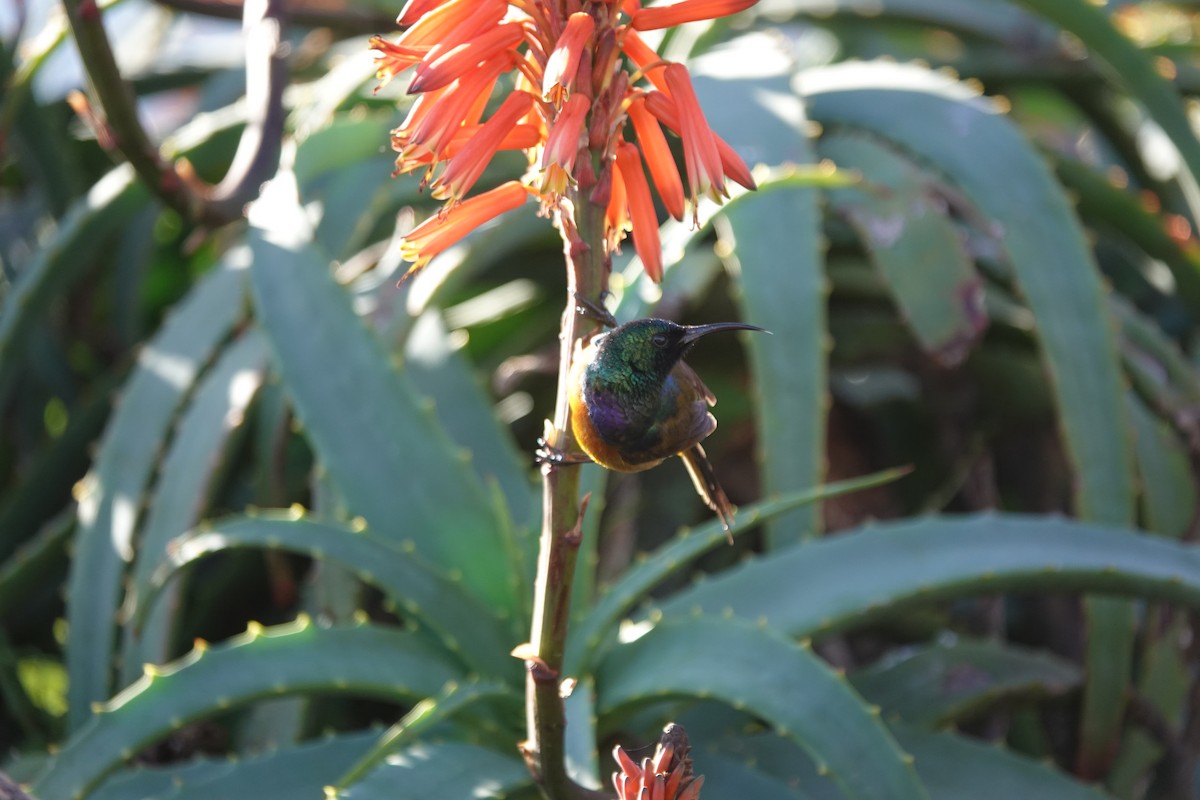 Orange-breasted Sunbird - ML620624281