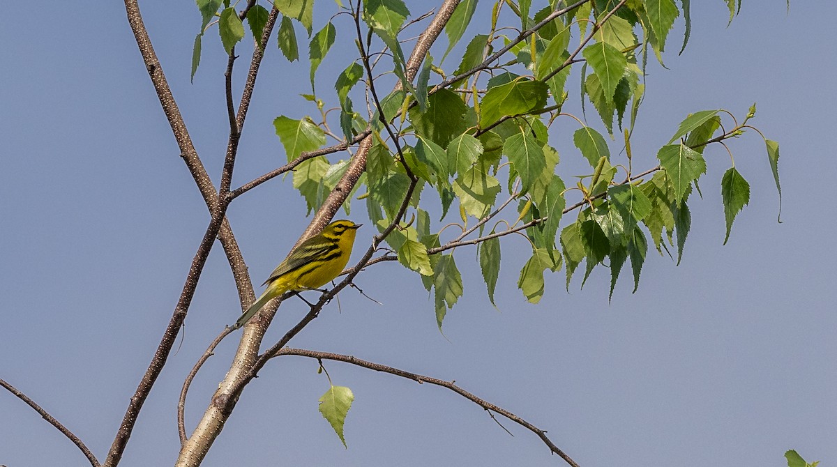 Prairie Warbler - ML620624282