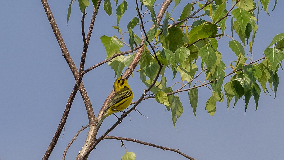 Prairie Warbler - Matthew Sabourin