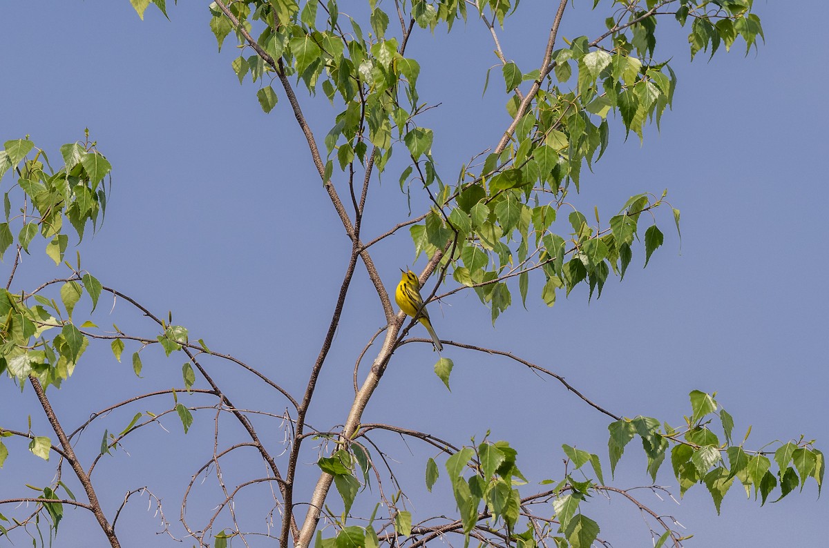 Prairie Warbler - ML620624288