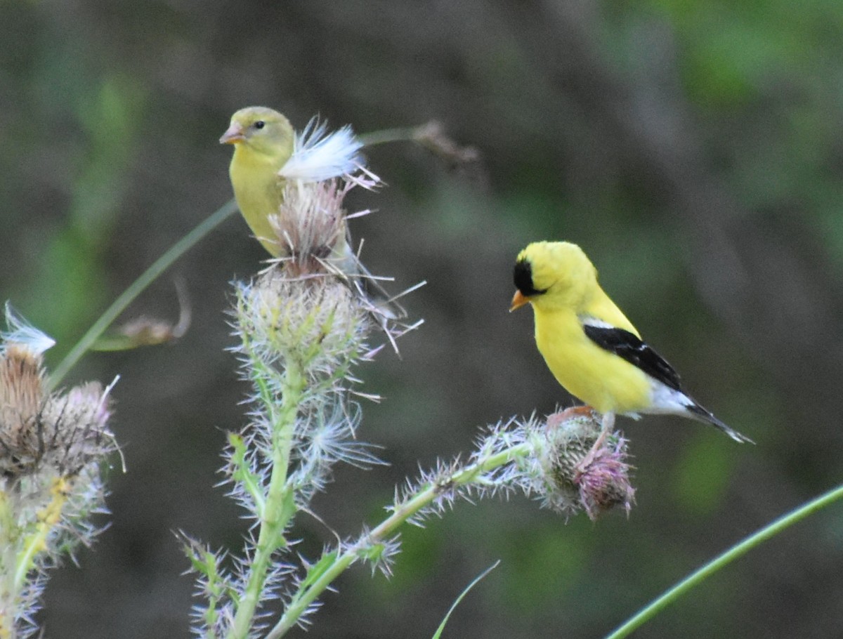 American Goldfinch - ML620624290