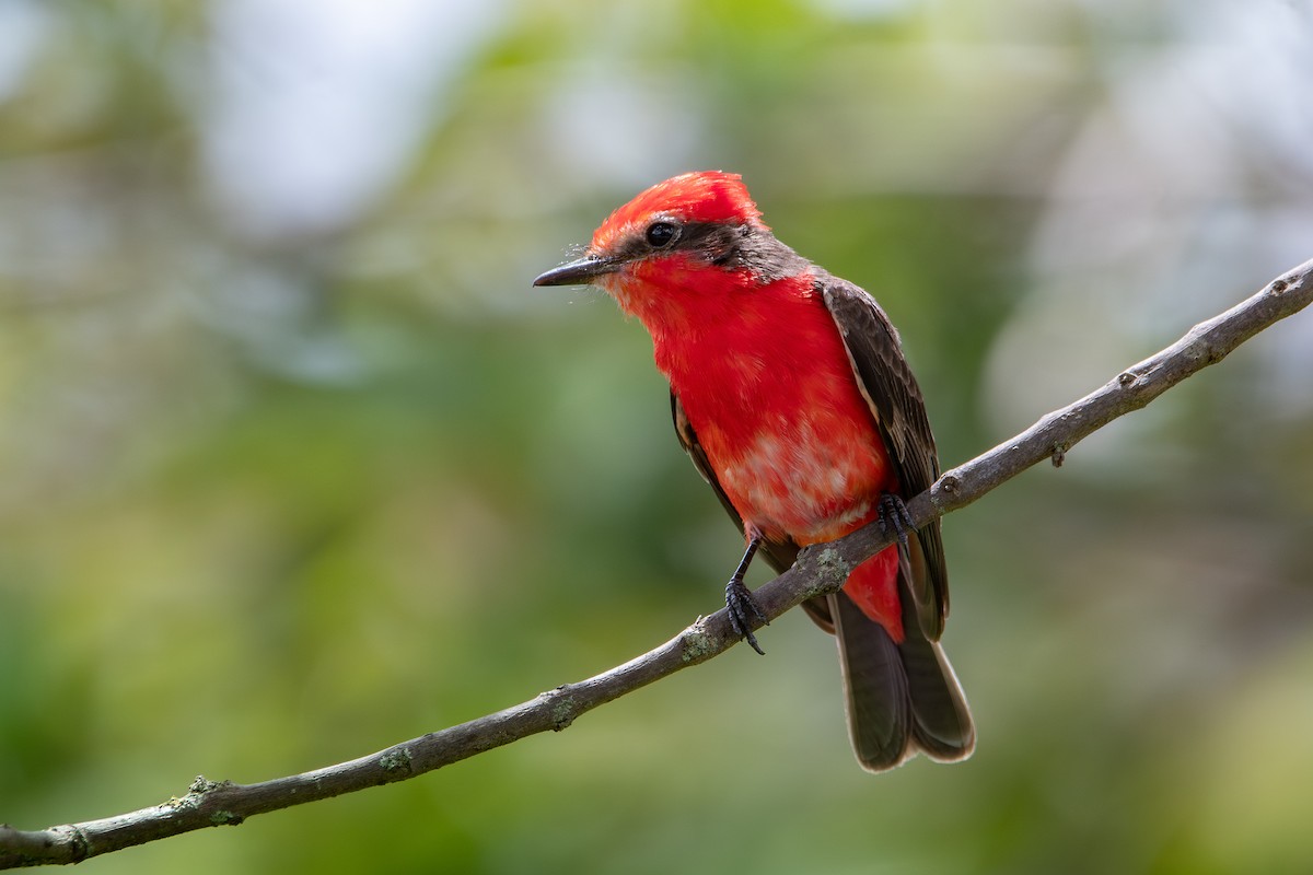 Vermilion Flycatcher - ML620624291