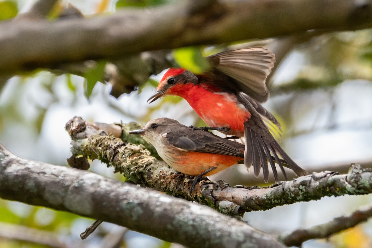 Vermilion Flycatcher - ML620624292