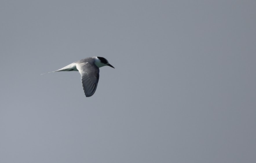 Arctic Tern - ML620624293