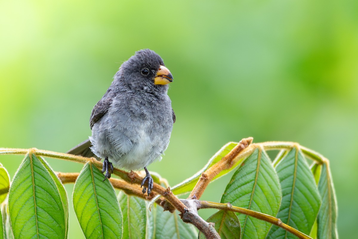 Gray Seedeater - ML620624297