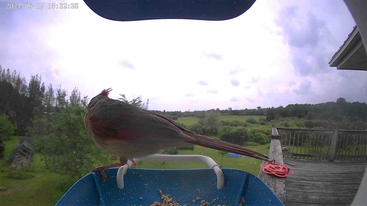 Northern Cardinal - ML620624298