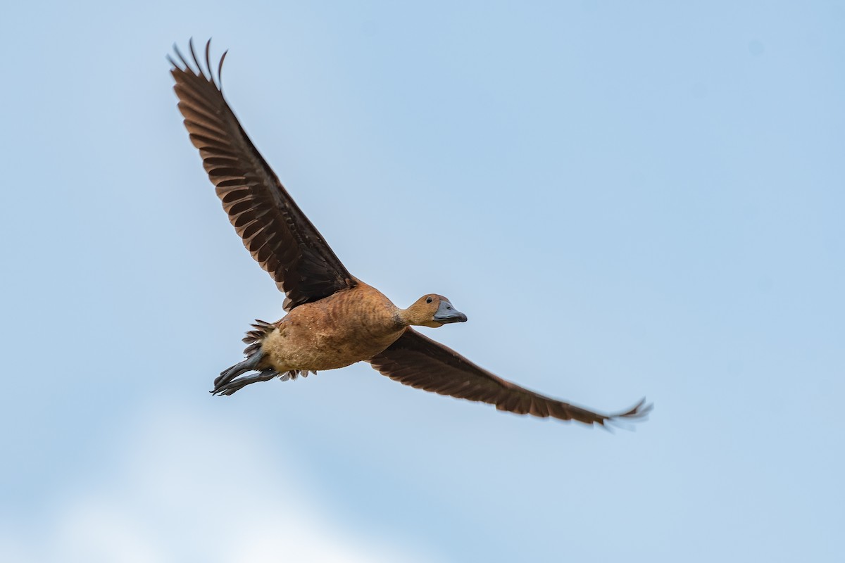 Fulvous Whistling-Duck - ML620624301