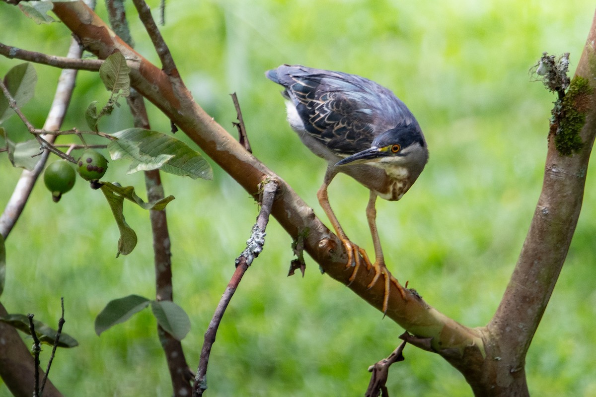 Striated Heron - ML620624304