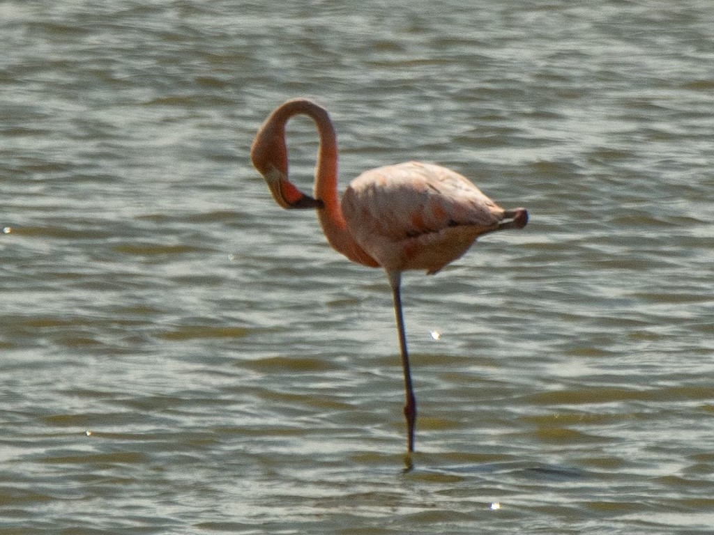 Amerika Flamingosu - ML620624306