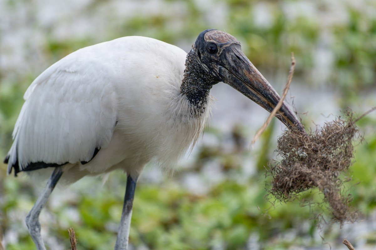 Wood Stork - ML620624309