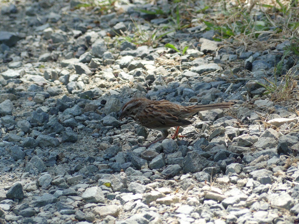 Song Sparrow - ML620624312