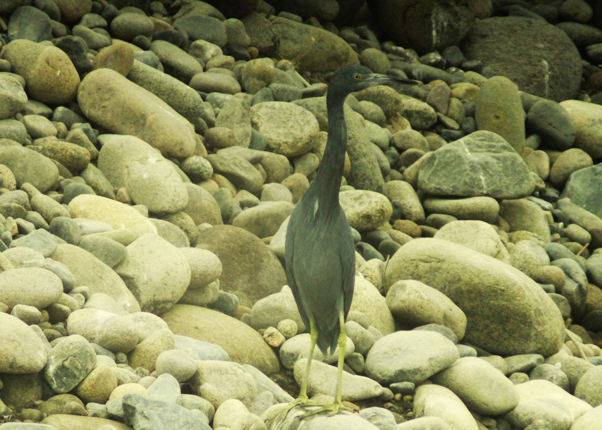 Little Blue Heron - ML620624313