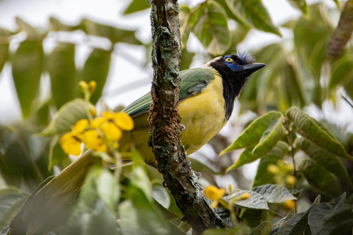 Green Jay - ML620624316