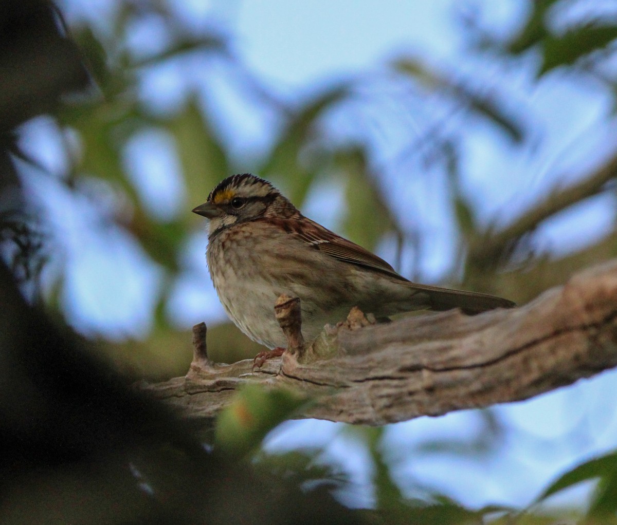 White-throated Sparrow - ML620624317