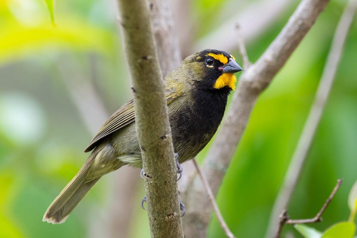 Yellow-faced Grassquit - ML620624320