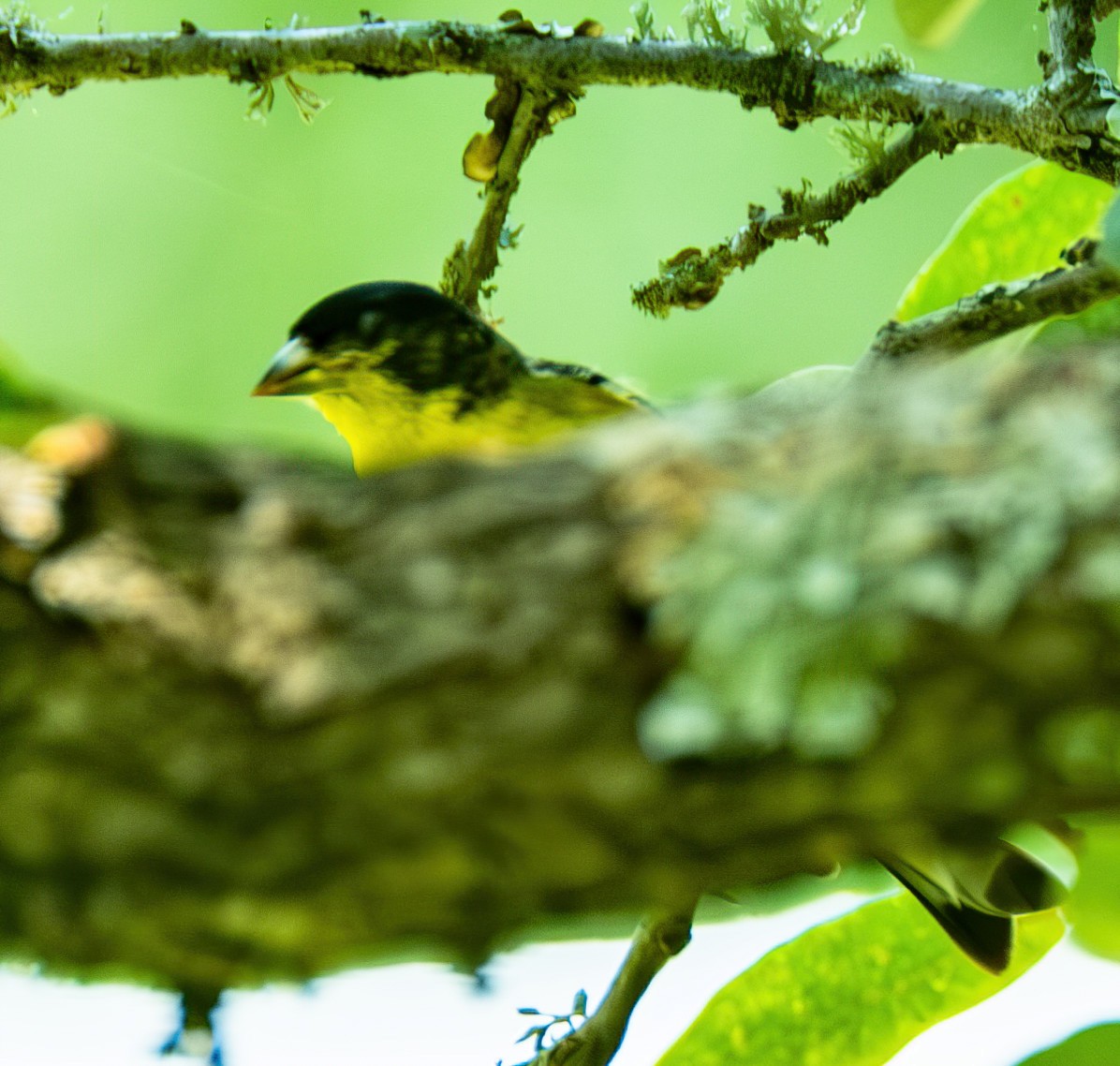 Lesser Goldfinch - ML620624324