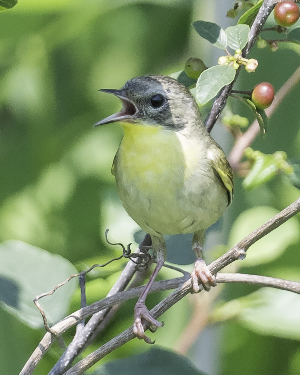 Common Yellowthroat - ML620624325