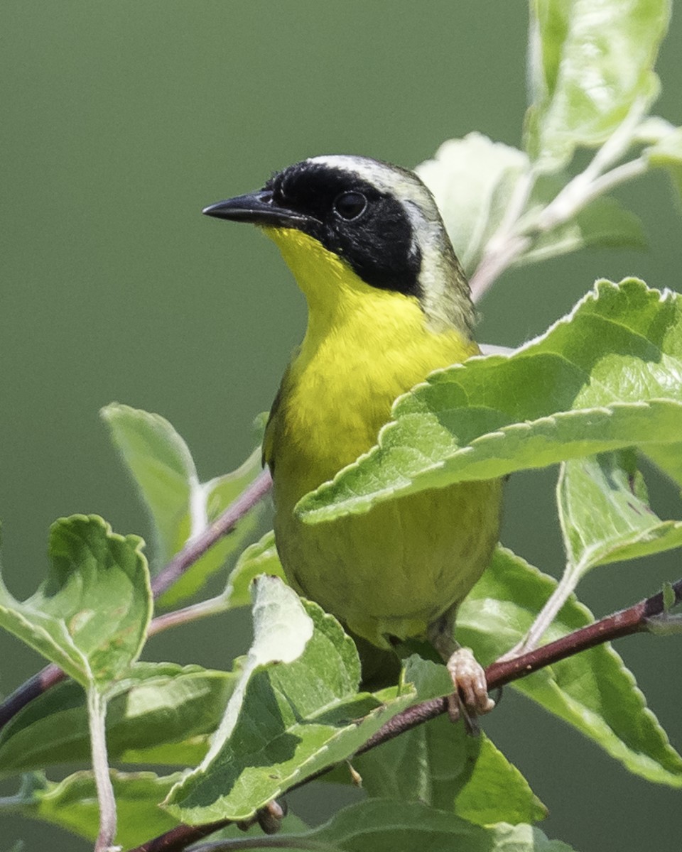 Common Yellowthroat - ML620624326