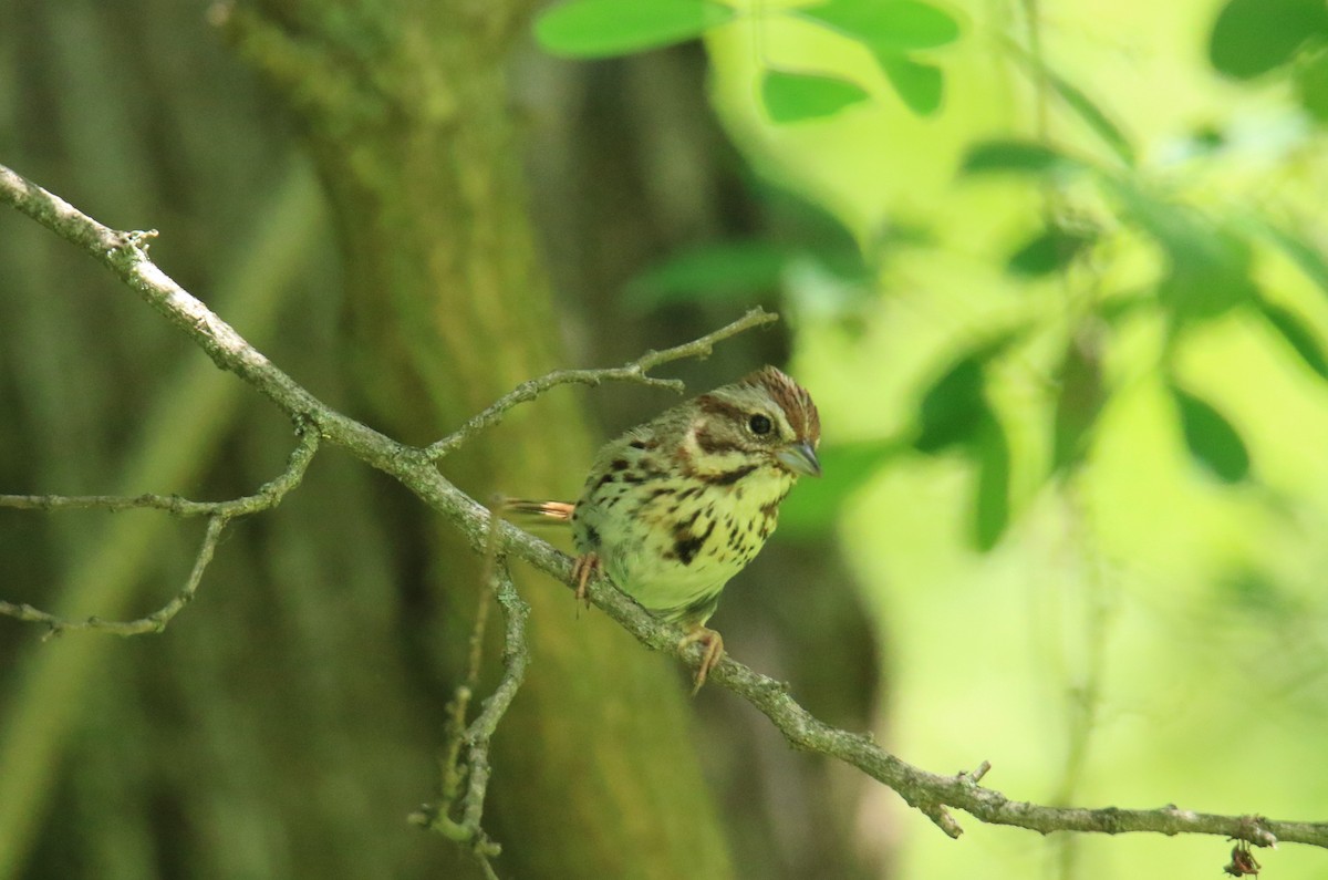 Song Sparrow - ML620624328