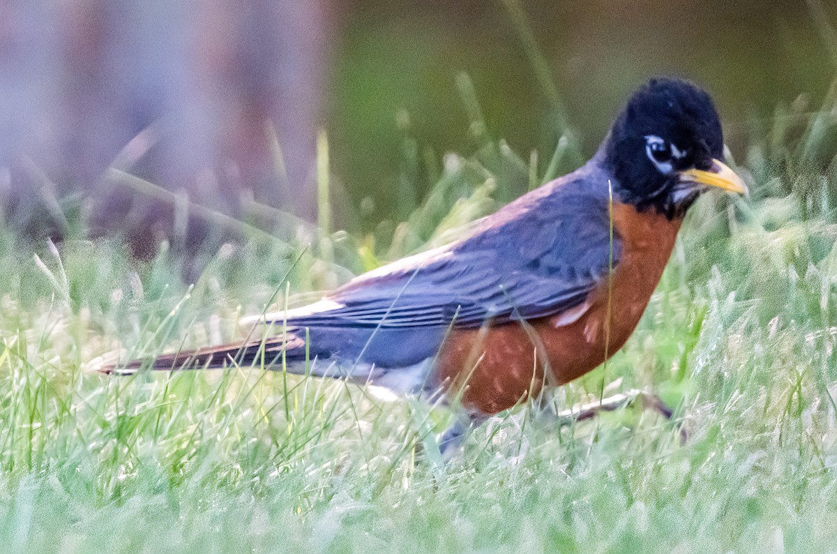 American Robin - ML620624331