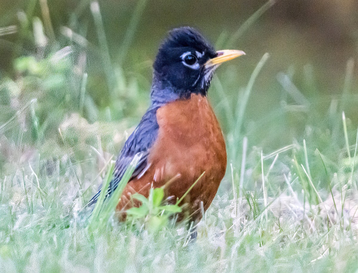 American Robin - ML620624332