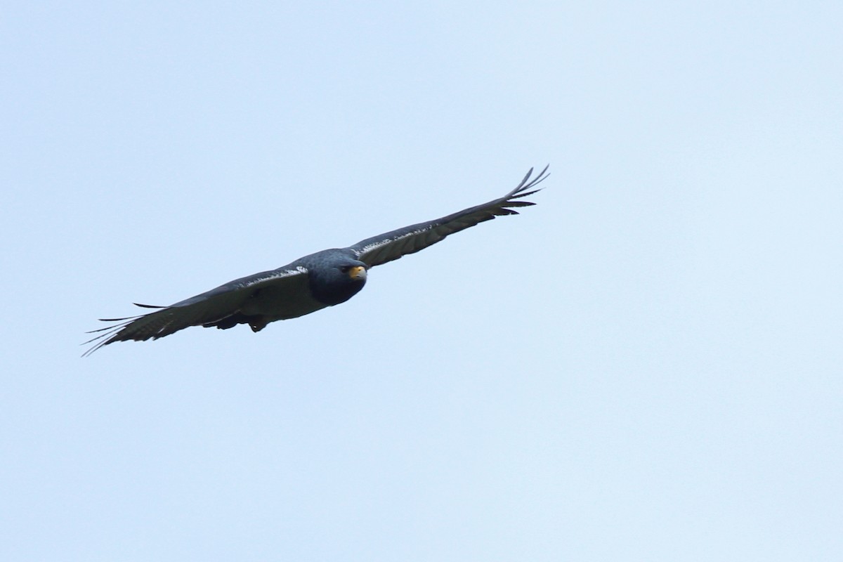 Black-chested Buzzard-Eagle - ML620624334